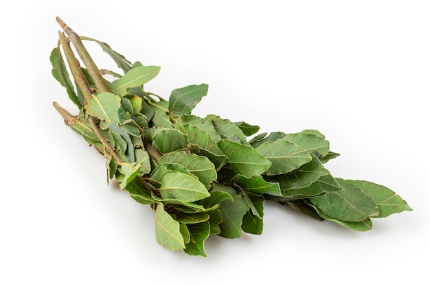 Bay leaves isolated on white background