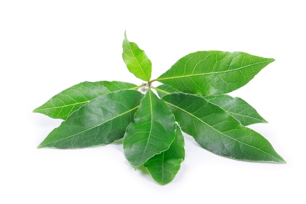 Bay leaves isolated on white background