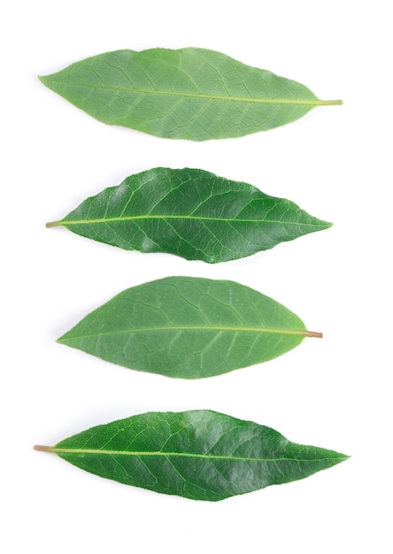 Bay leaves isolated on white