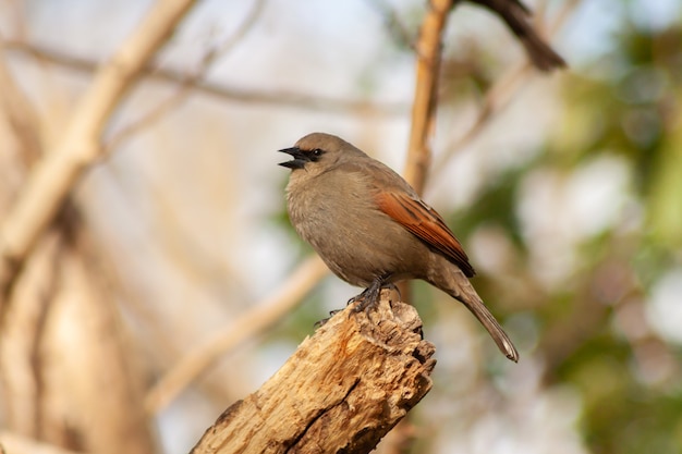 Bay-winged cowbird, Molothrus badius, perched on a branch while eating. Typical bird of Argentina