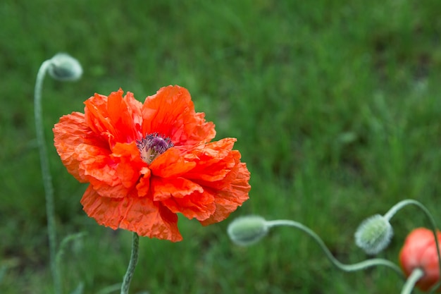 Bbig poppy flower