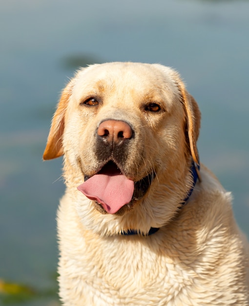 Beaautiful portrait of a labrador outside