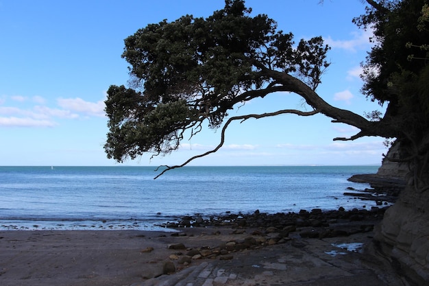 beach of Auckland NewZealand