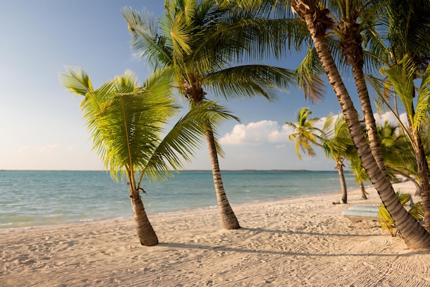 beach, nature, sea, summer and leisure concept - tropical beach with palm trees