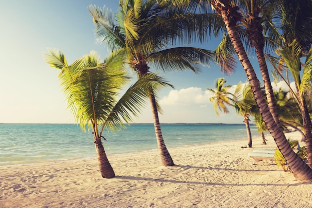 beach, nature, sea, summer and leisure concept - tropical beach with palm trees