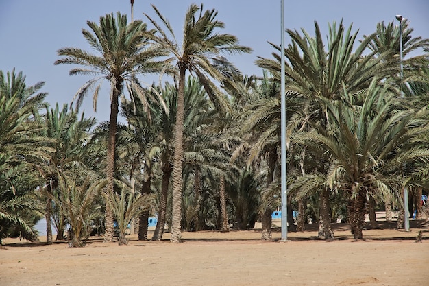 The beach of Red sea in Saudi arabia