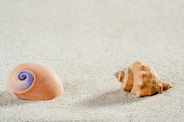 beach sea snail shell tropical white sand closeup