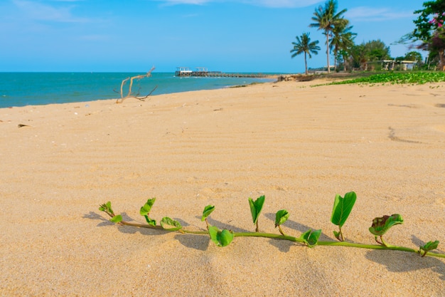 Beach, sea with Goat's Foot Creeper or Beach Morning Glory during the summer season.