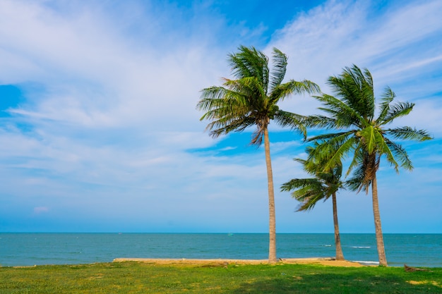 Beach, sea with Palm coconut trees during the summer season with clouds. 