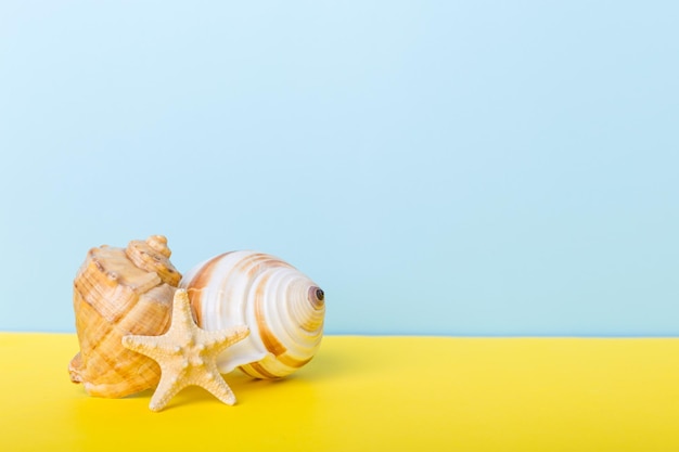 Beach seashells on colored background Mock up with copy space