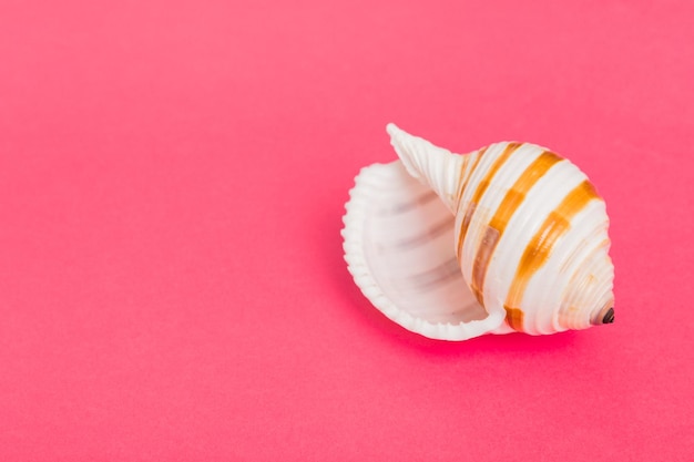 Beach seashells on colored background Mock up with copy space