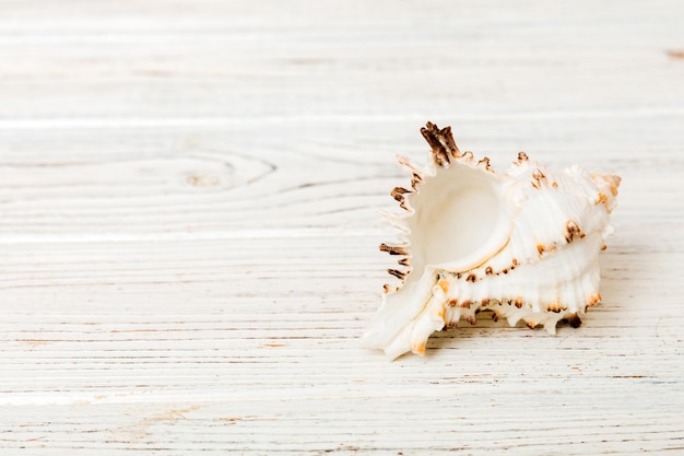 Beach seashells on colored background Mock up with copy space