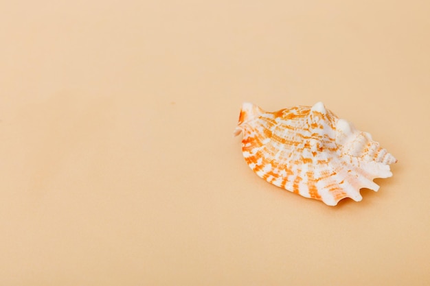 Beach seashells on colored background Mock up with copy space