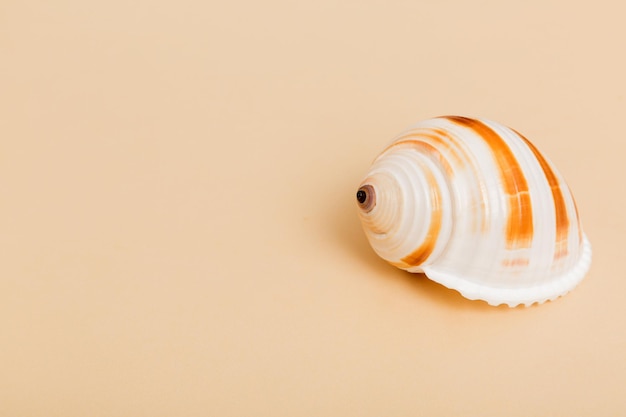 Beach seashells on colored background Mock up with copy space