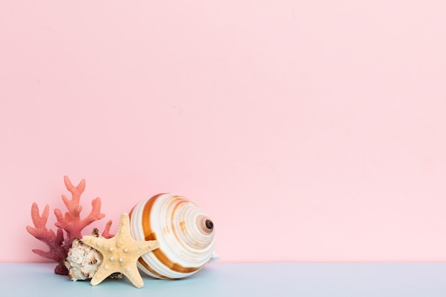 Beach seashells on colored background Mock up with copy space