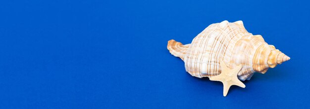 Beach seashells on colored background Mock up with copy space