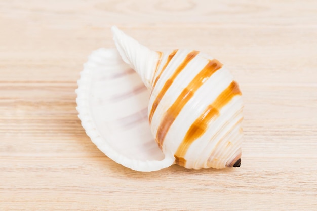 Beach seashells on colored background Mock up with copy space