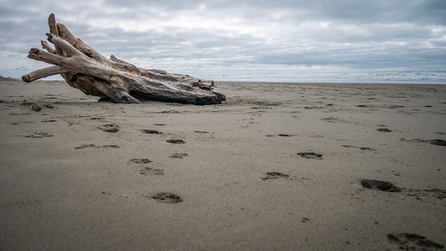 beach still with deserted tree trunkshot during overcast day christchurch new zealand