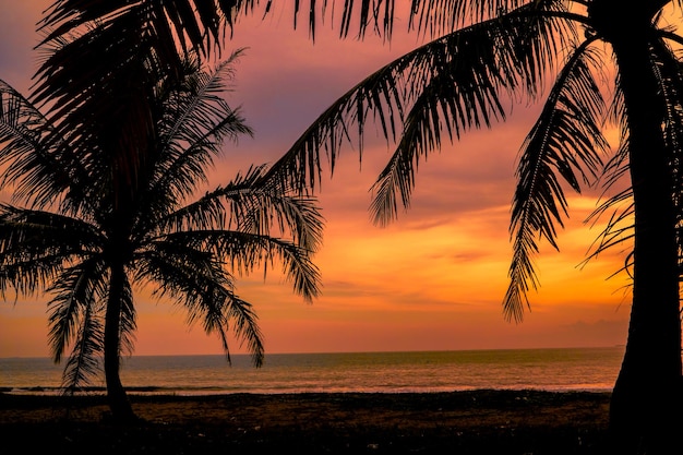 Beach sunset landscape with coconut trees in silhouette