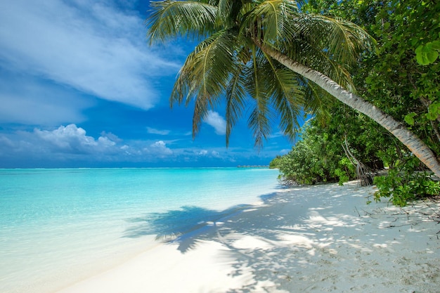 Beach and tropical sea beach landscape