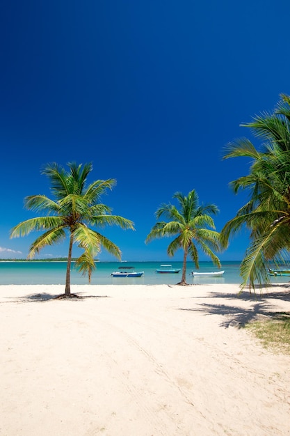 Beach and tropical sea