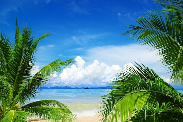 Beach and tropical sea