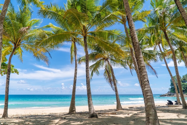 Beach with coconut  trees and blue sky background