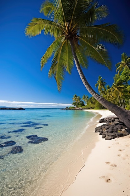 A beach with palm trees and a blue ocean