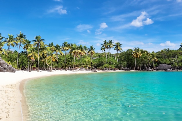 A beach with palm trees blue sky clouds and a blue ocean