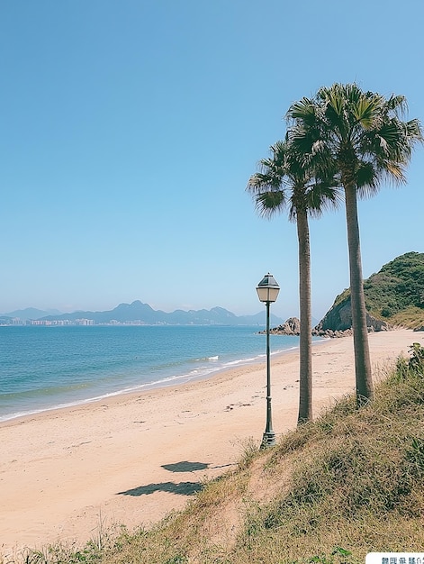 a beach with palm trees and a sign that says  sea