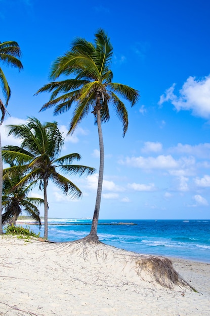 Beach with palm trees