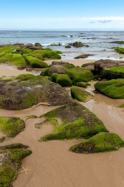 Beach with sand, rocks, sea, green seaweed, blue sky, white clouds and starfish.