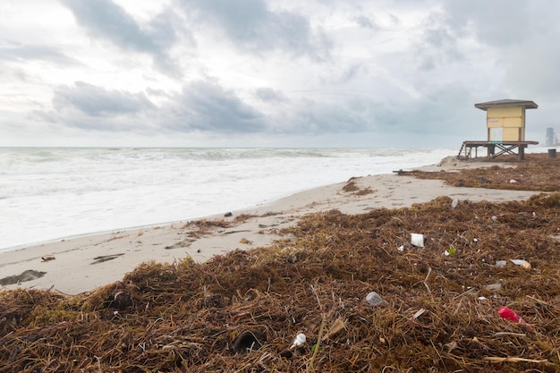 Beach with trash and seaweed Plastic garbage washed up on the shore of the ocean or sea