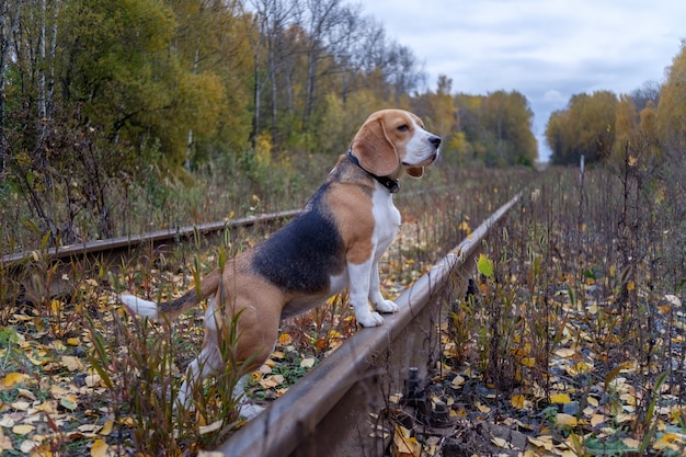 Beagle dog in autumn forest on railroad tracks