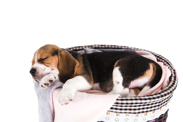 Beagle dog in basket