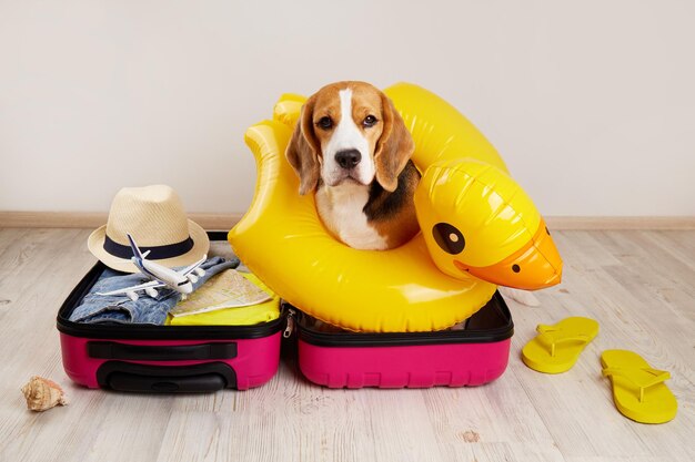 Photo a beagle dog in an inflatable swimming circle in the shape of a duckling sits in a suitcase with things and accessories for summer holidays