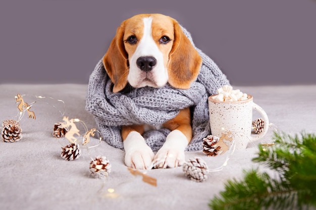 Photo a beagle dog in a knitted grey scarf or snood is lying on the sofa