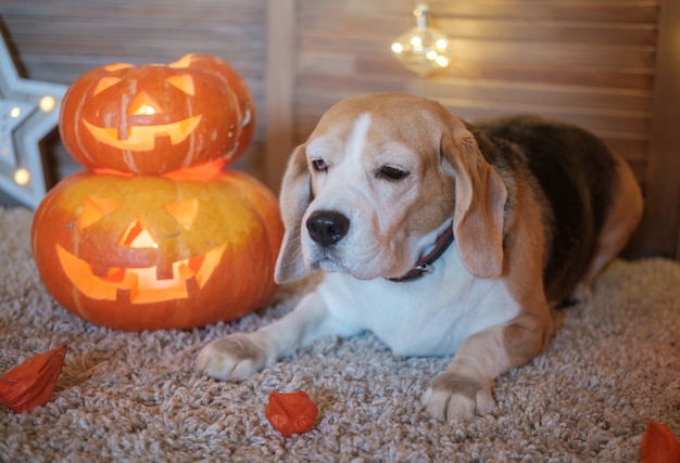 Beagle dog lies next to pumpkins for Halloween