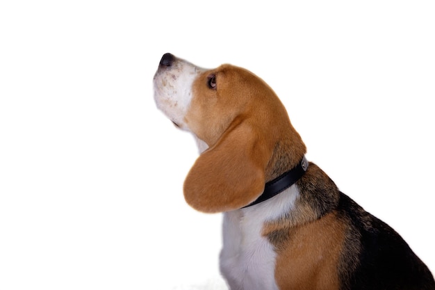 Beagle dog looks up.