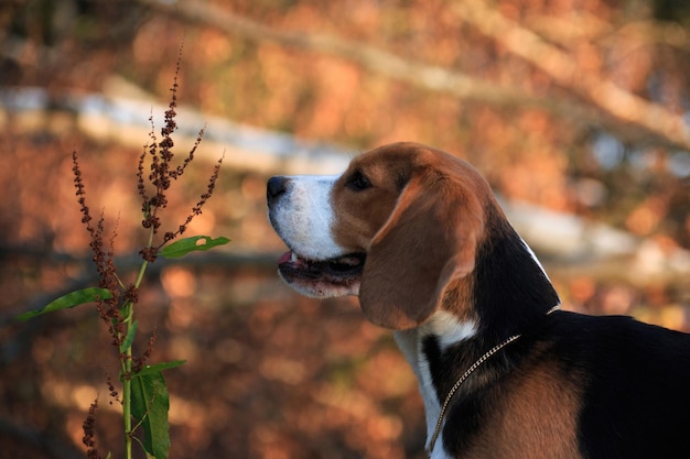 Beagle dog portrait in profile