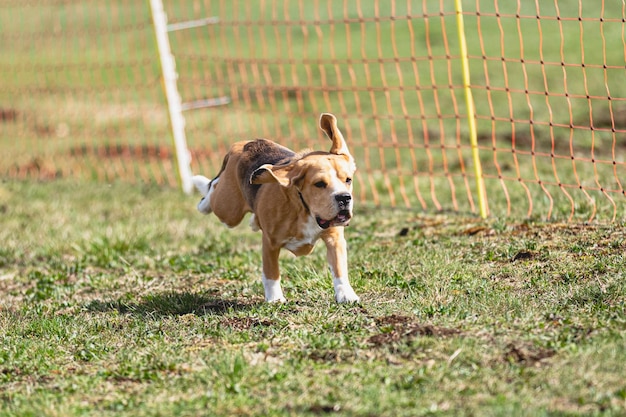 Beagle dog running straight on camera and chasing coursing lure on green field