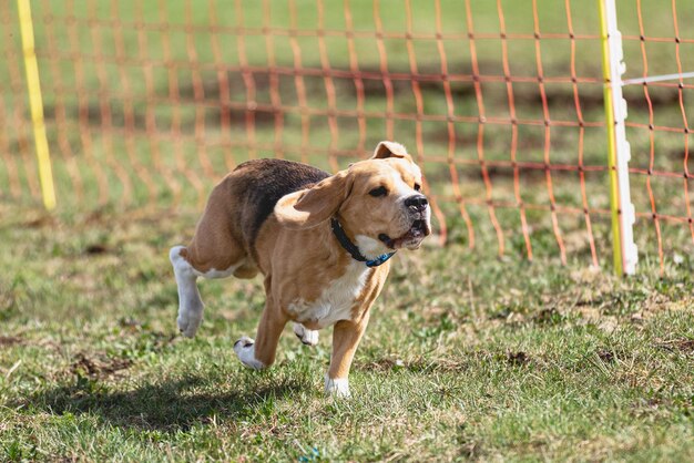 Beagle dog running straight on camera and chasing coursing lure on green field