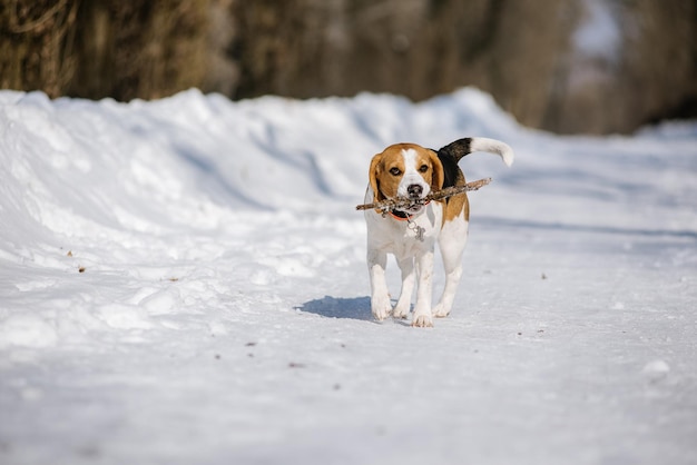 Beagle dog runs and plays in the winter forest on a Sunny frosty day Walking Dog