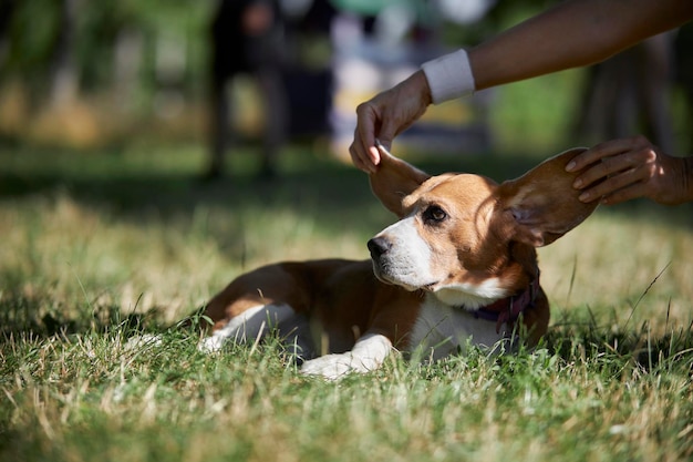 Beagle dog sit in the grass. Young cute white-brown beagle dog in summer fresh grass in the park.