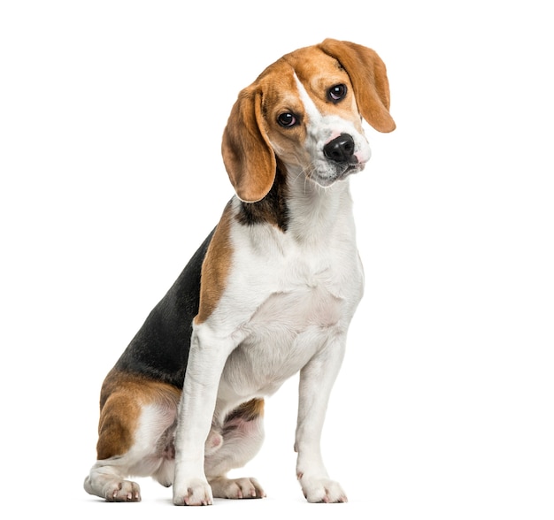 Beagle dog sitting against white background