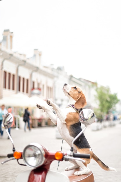 Beagle dog stands on its hind legs on a scooter against the background of a city street