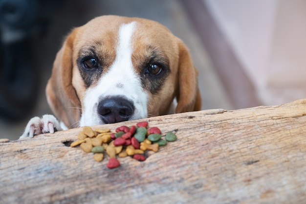 Beagle dog try to scrounge dry food from the table, Pet eating food