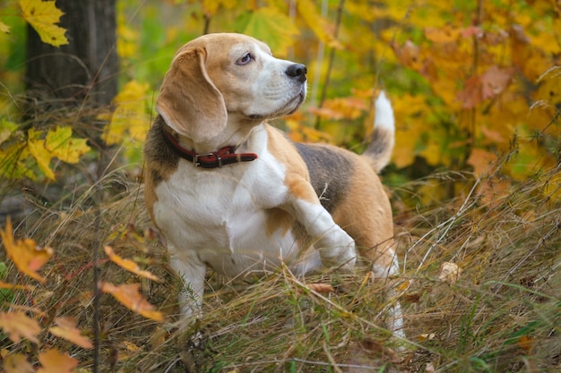 A beagle dog on a walk in an autumn park against the background of yellow foliage