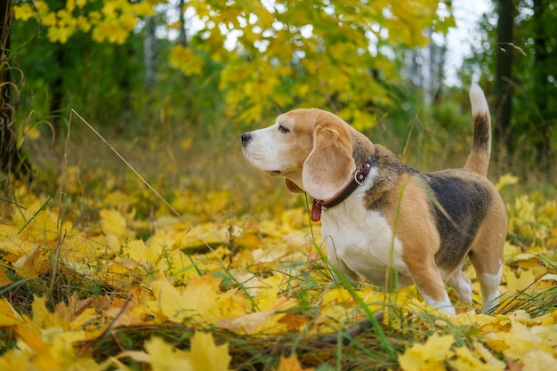 A beagle dog on a walk in an autumn park against the background of yellow foliage