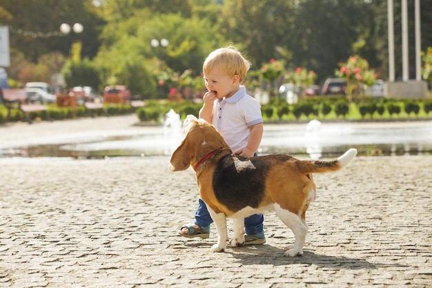 The beagle dog wants to eat boy food on the walking